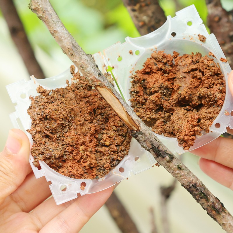 อุปกรณ์ปลูกต้นไม้แบบใช้ซ้ำได้  - Plant Parents บทวิจารณ์และราคา