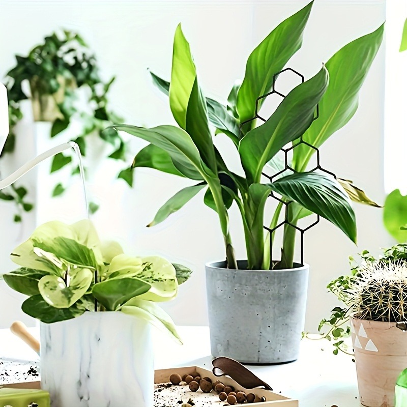 โครงพยุงต้นไม้ 3 ชิ้น เหมาะสำห - Plant Parents บทวิจารณ์และราคา