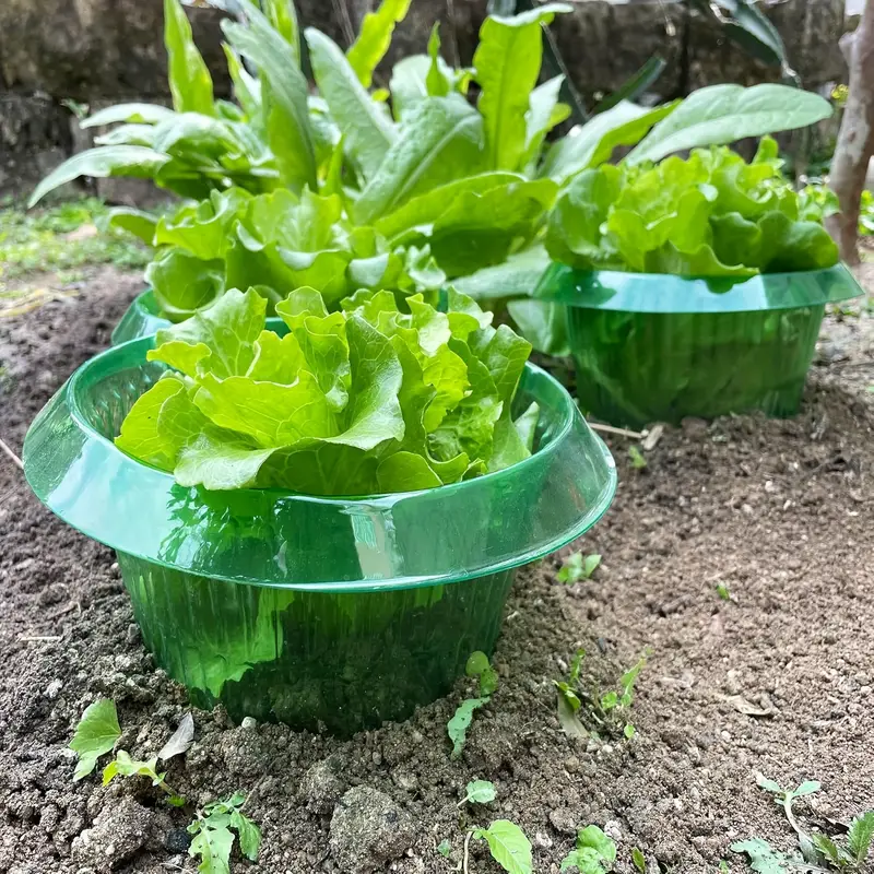 พืช Slug ป้องกันแหวนผักฝาครอบพ - Plant Parents บทวิจารณ์และราคา