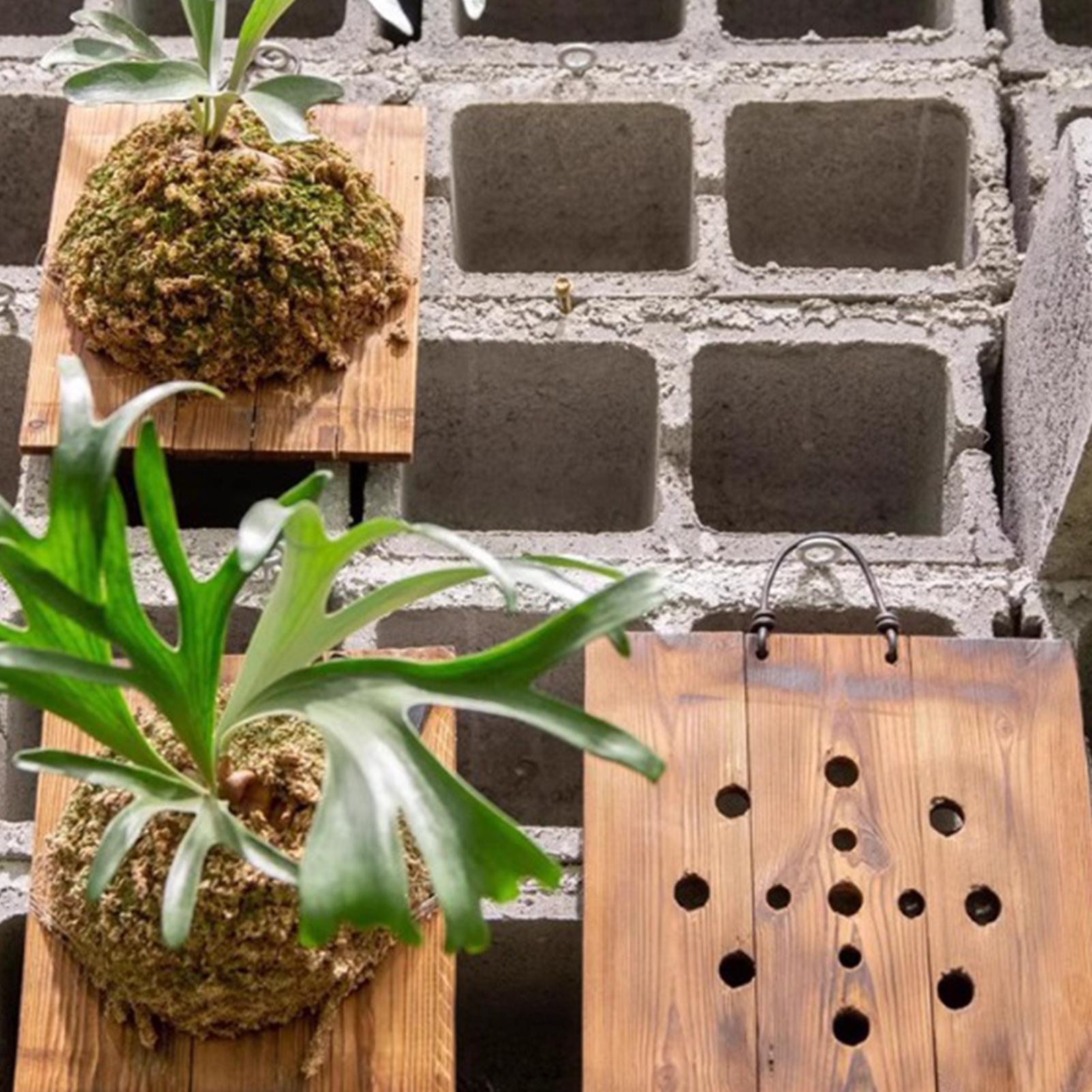 ชุดกระถางต้นไม้ติดผนังไม้ลายเข - Plant Parents บทวิจารณ์และราคา