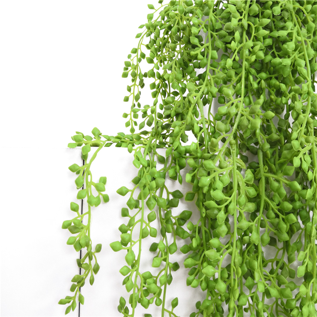 ประดิษฐ์ Vines แขวนผนังหวายใบส - String Of Pearls Plant บทวิจารณ์และราคา